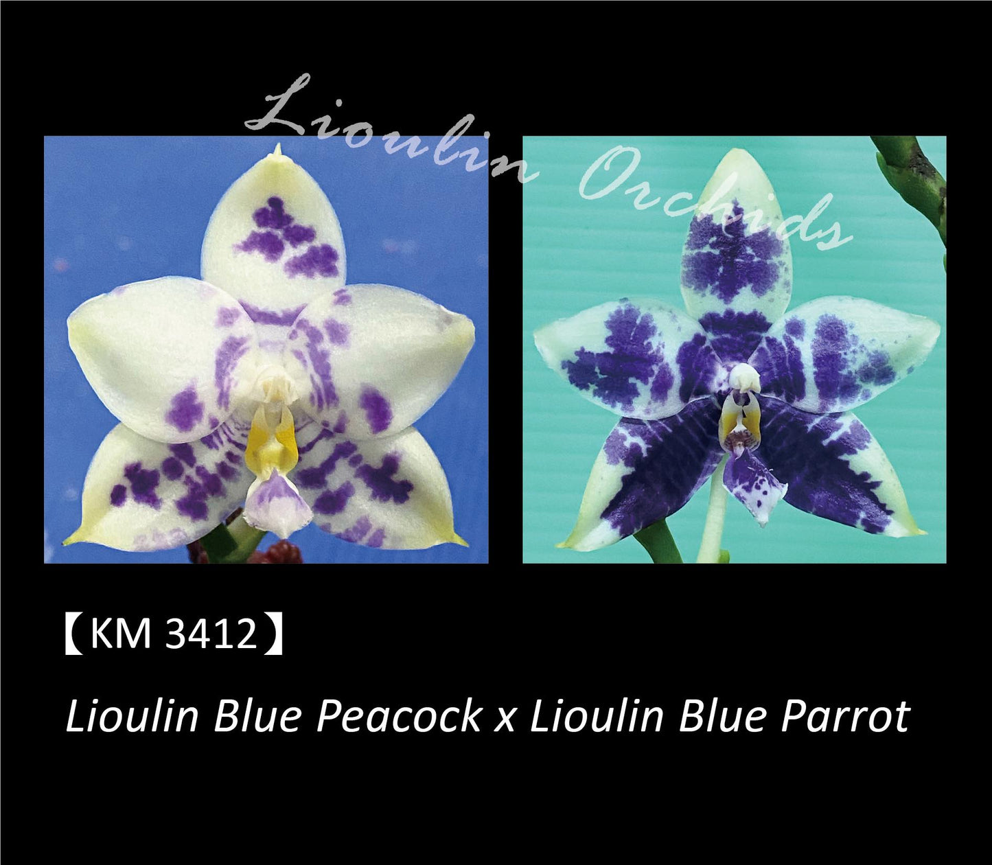 Phalaenopsis LL Blue Wave - Seedling