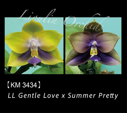 Phalaenopsis (LL Gentle Love X Summer Pretty)