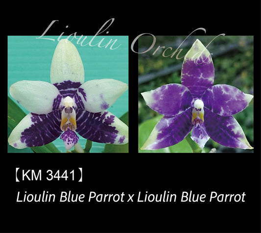 Phalaenopsis LL Blue Parrot - KM3441