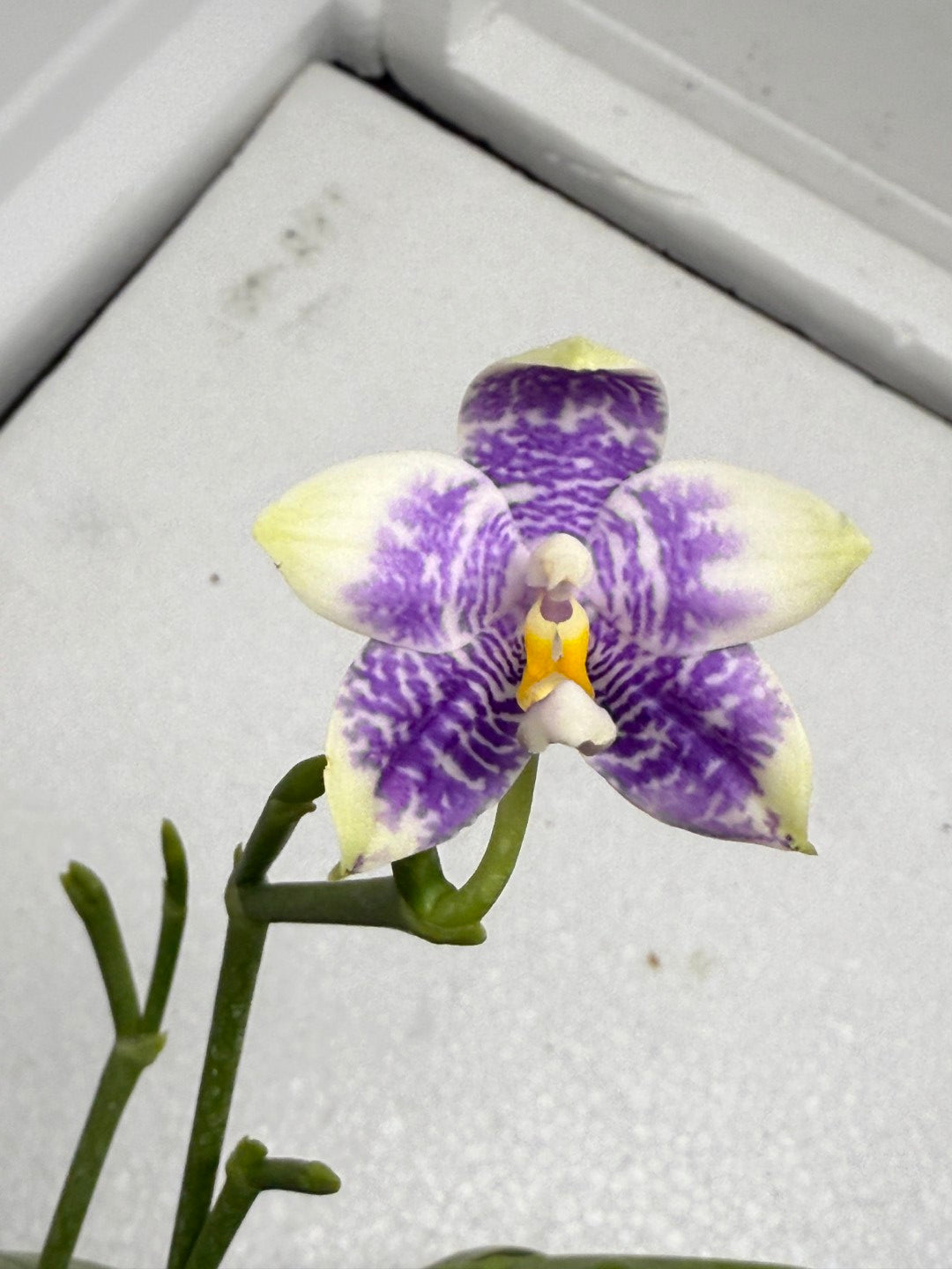 Phalaenopsis LL Sweet Jane 250820 Flowering