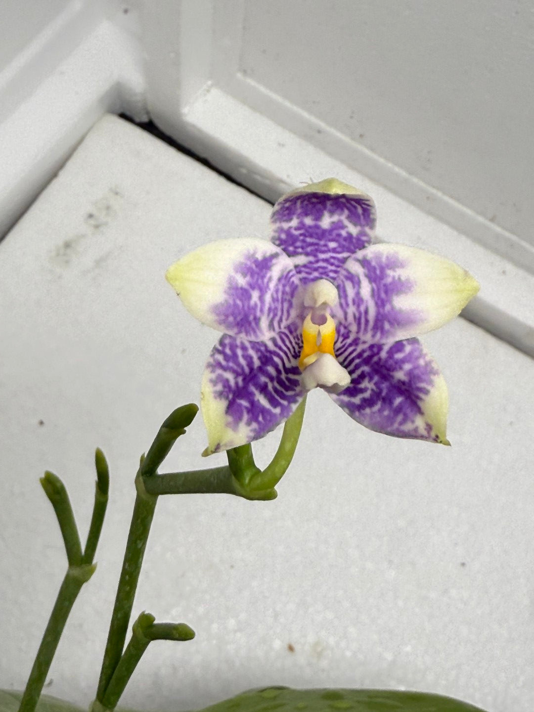 Phalaenopsis LL Sweet Jane 250820 Flowering