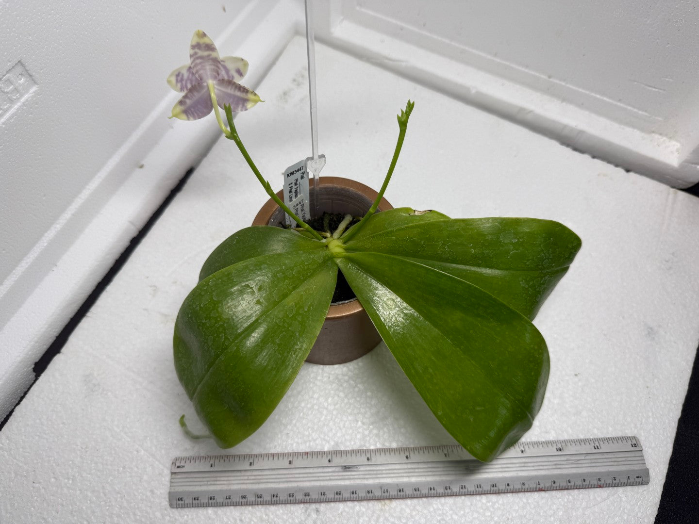 Phalaenopsis LL Sweet Jane 250820 Flowering Large plant
