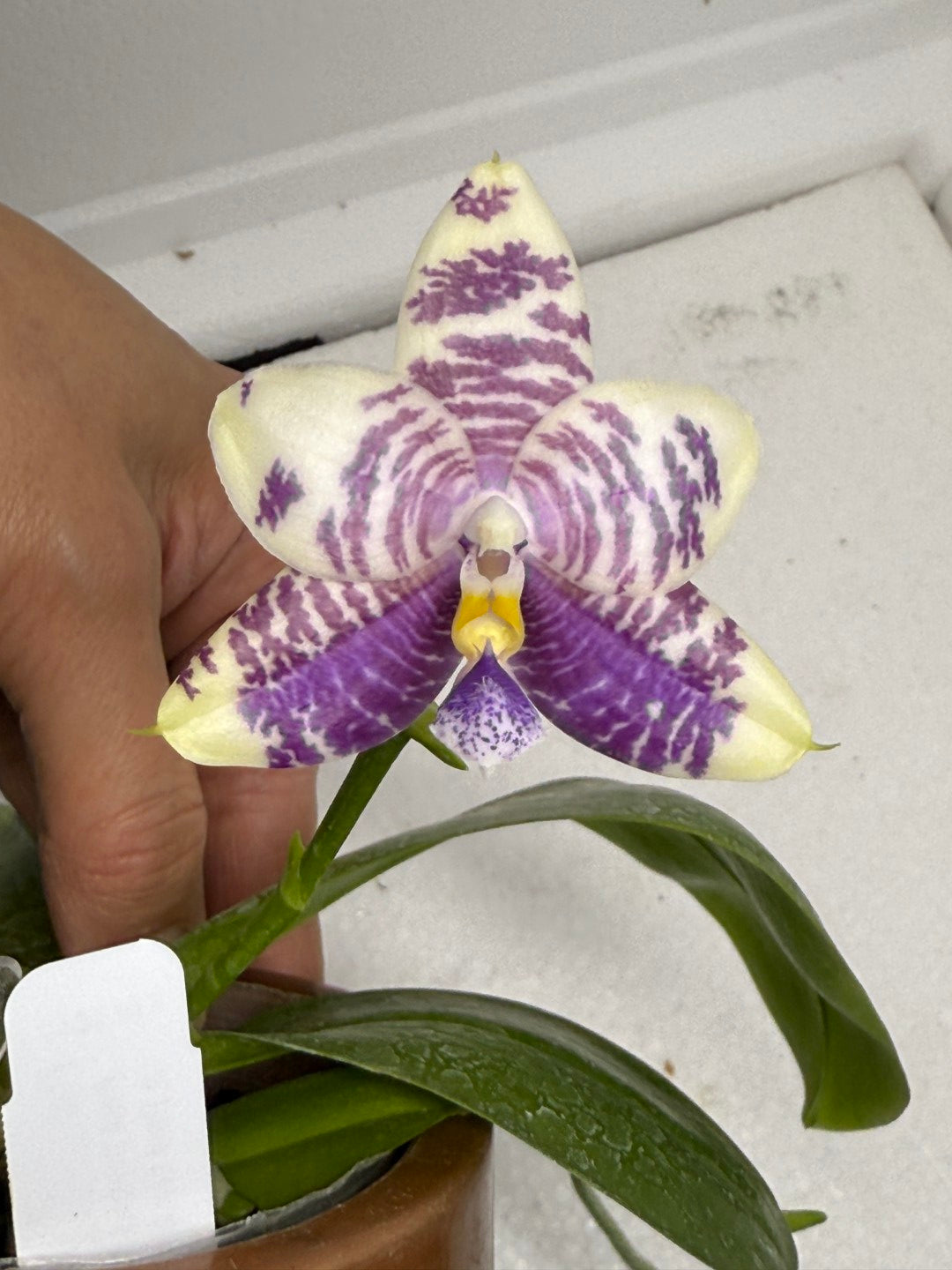 Phalaenopsis LL Sweet Jane 250820 Flowering Large plant