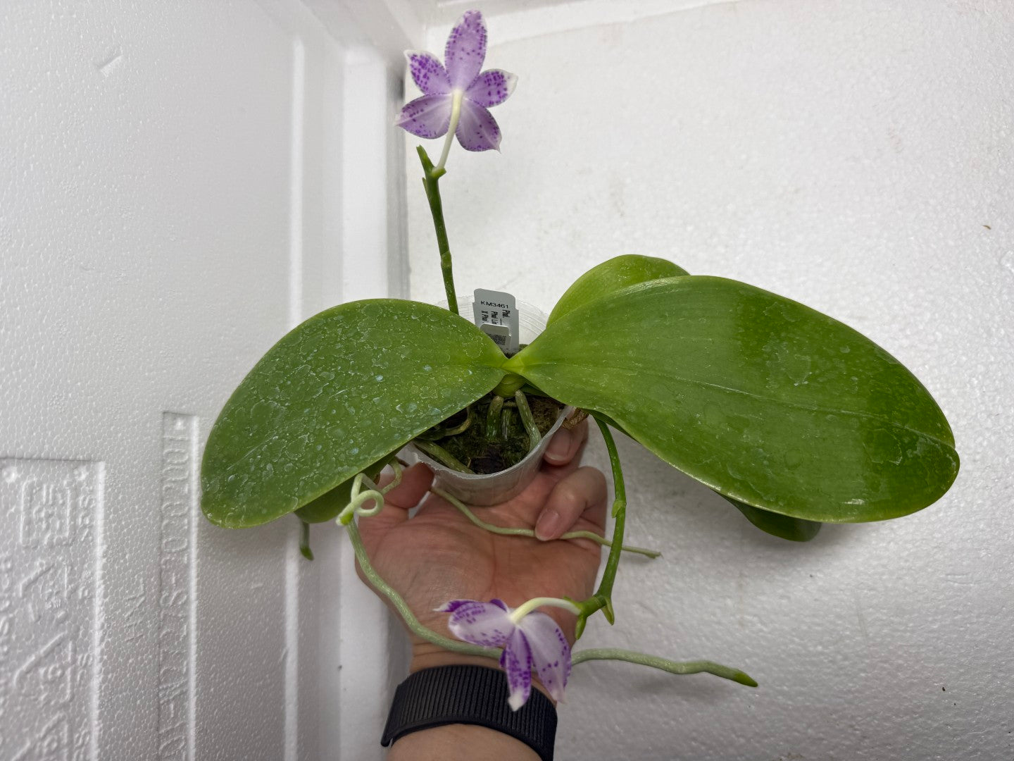 Phalaenopsis LL Blue Wave 250917 Flowering 2 spikes