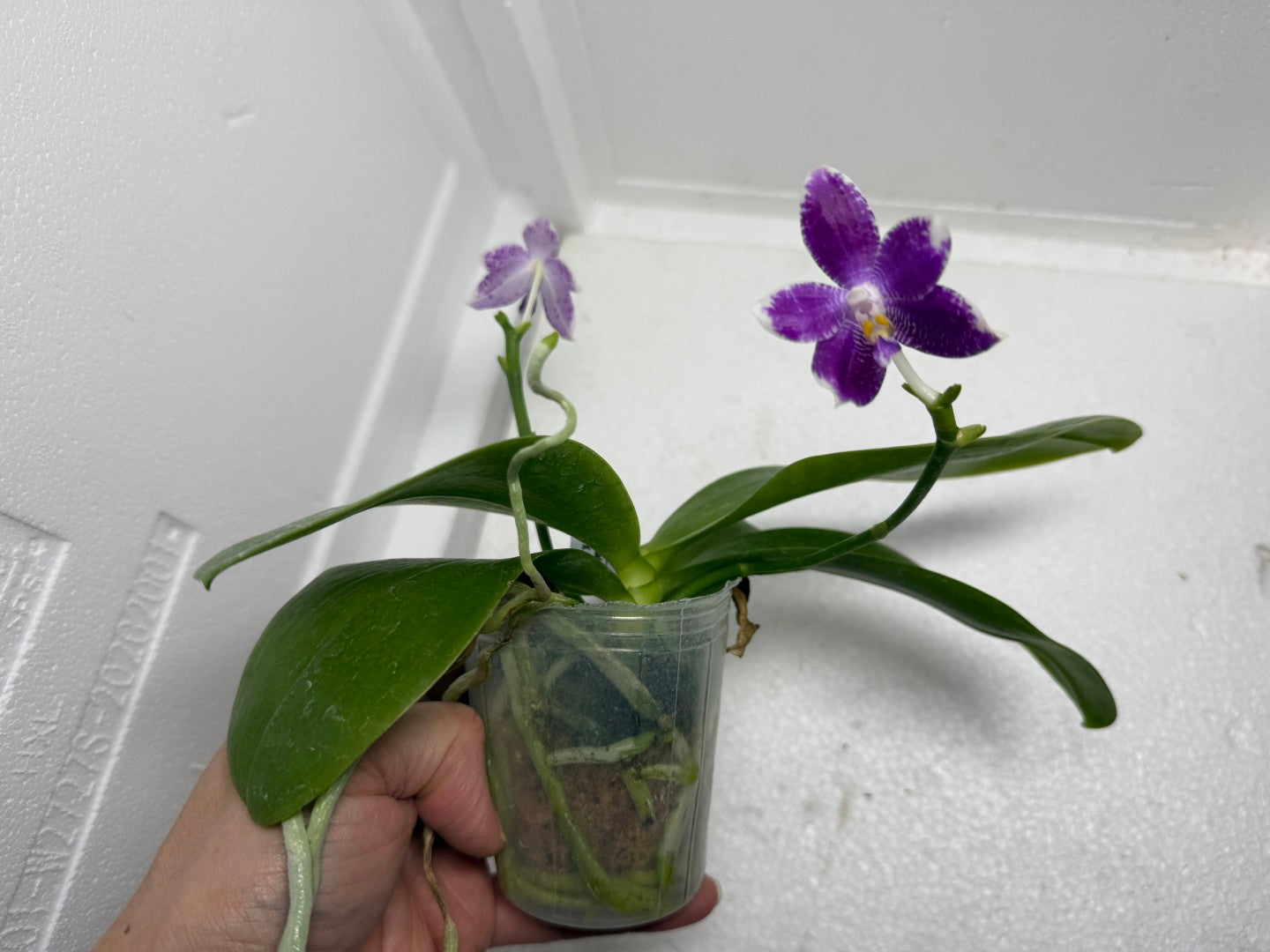 Phalaenopsis LL Blue Wave 250917 Flowering 2 spikes