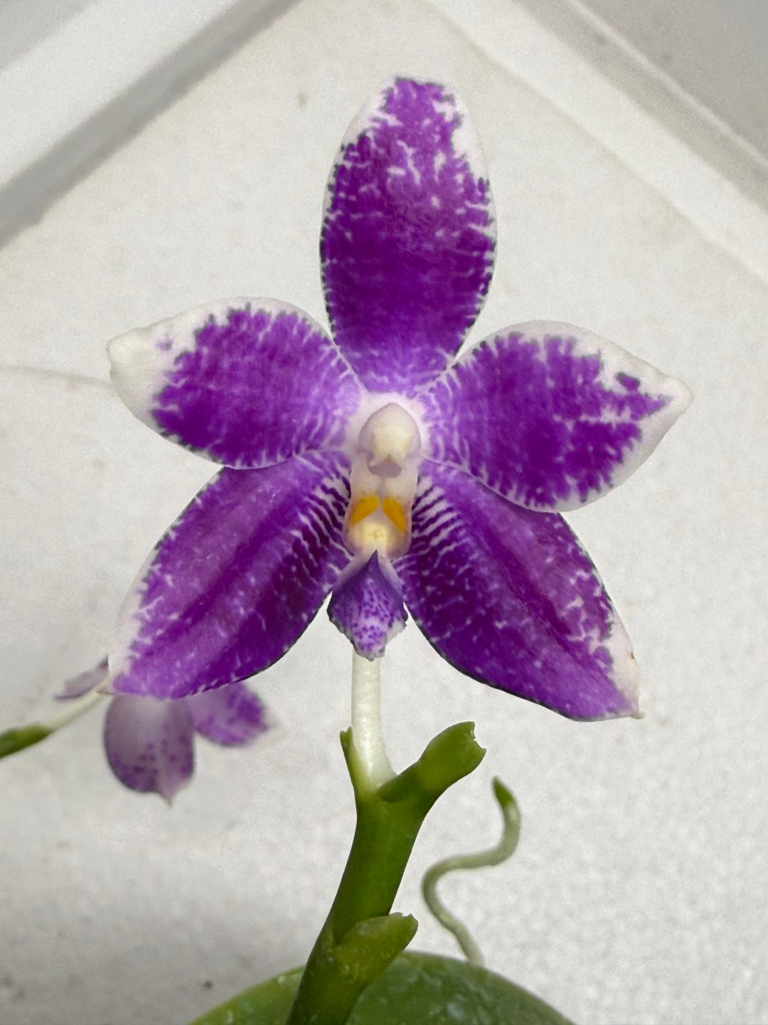 Phalaenopsis LL Blue Wave 250917 Flowering 2 spikes