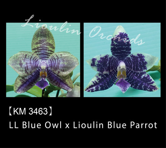 Phalaenopsis (LL Blue Owl X Lioulin Blue Parrot)