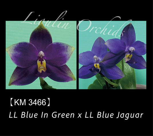 Phalaenopsis (LL Blue In Green X LL Blue Jaguar)