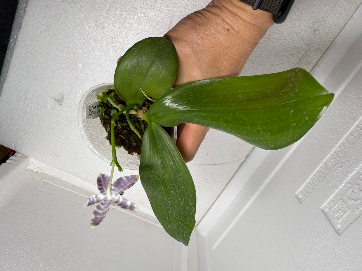 Phalaenopsis Lioulin Blue Peacock x Lioulin Blue Pheasant 250913 Flowering