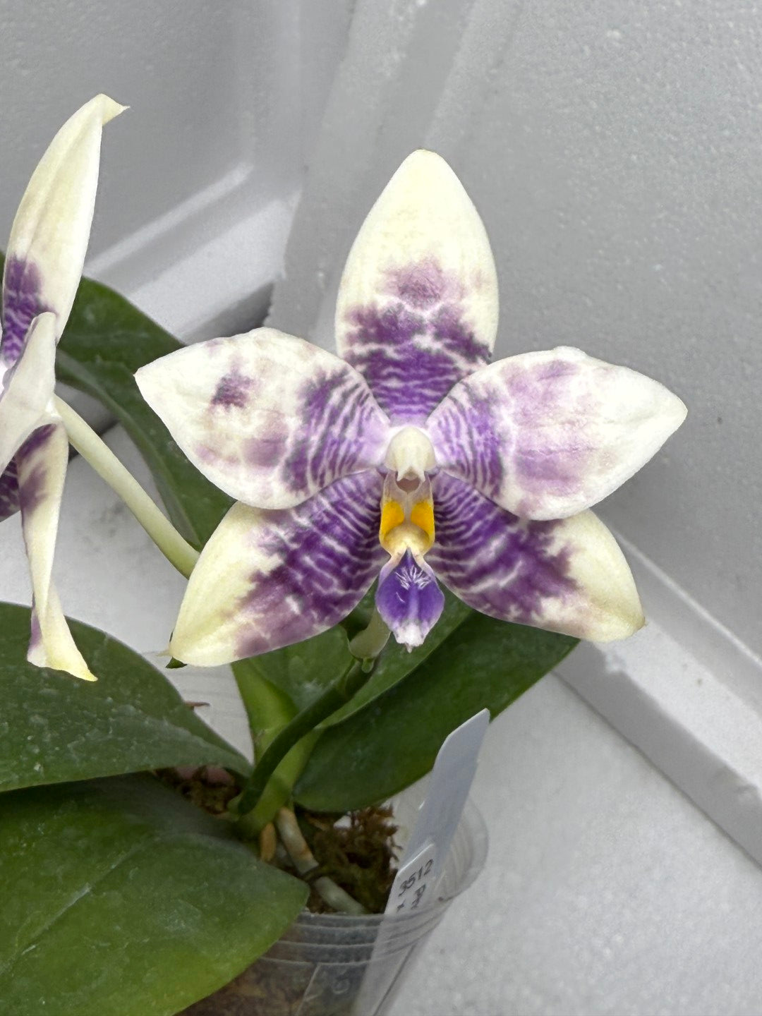 Phalaenopsis LL Blue Crake 250816 Flowering
