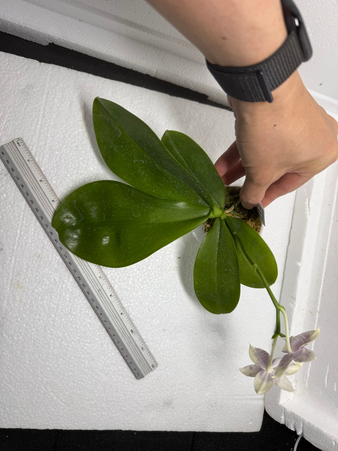 Phalaenopsis LL Blue Crake 250816 Flowering
