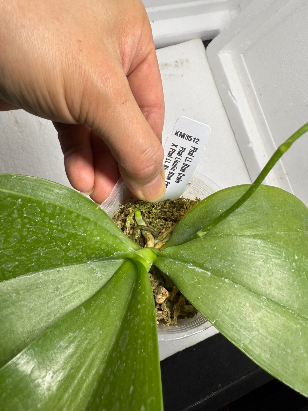 Phalaenopsis LL Blue Crake 250816 Flowering