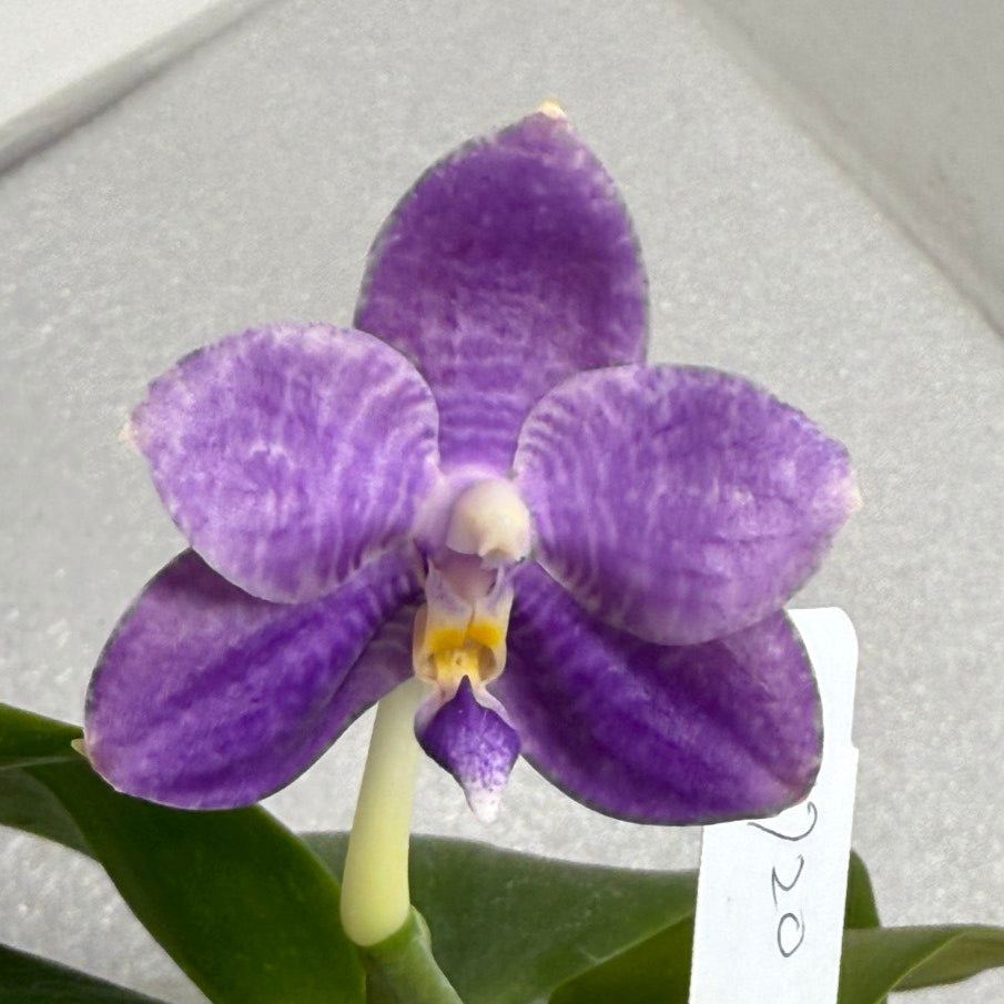Phalaenopsis LL Blue Crake - Seed Grown
