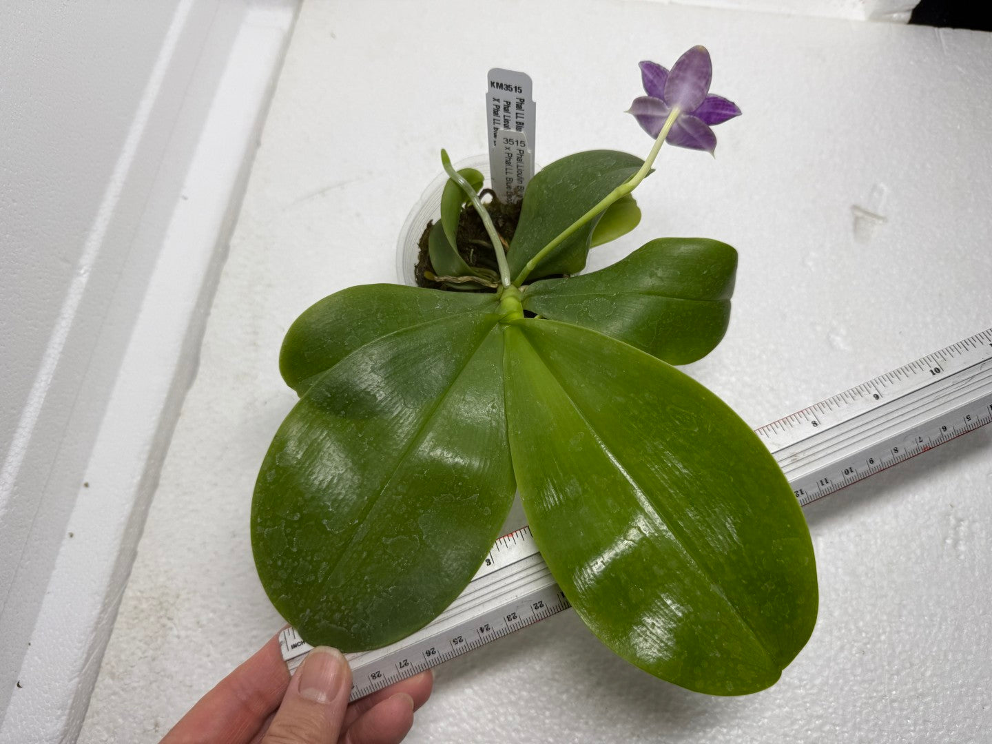 Phalaenopsis LL Blue Crake 250905 Flowering Seed Grown