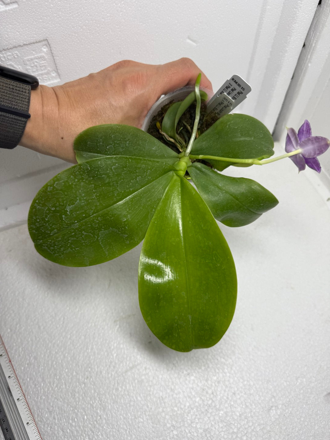 Phalaenopsis LL Blue Crake 250905 Flowering Seed Grown
