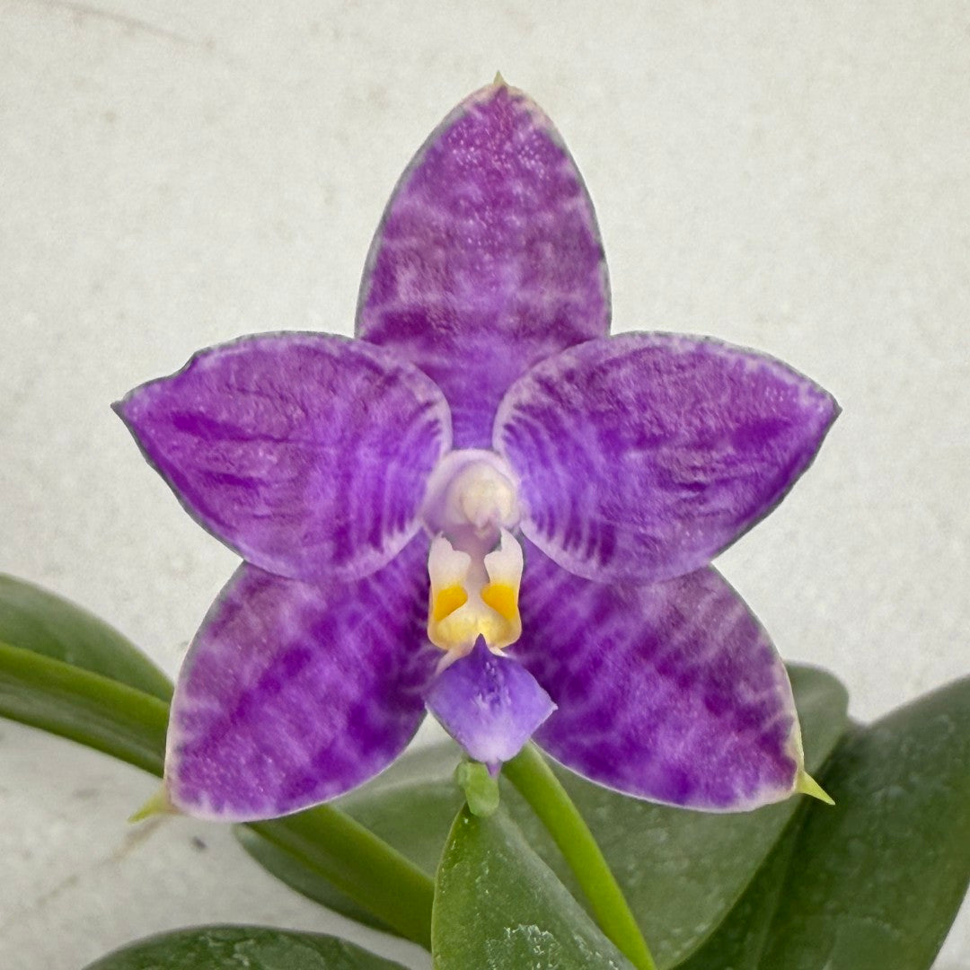 Phalaenopsis LL Blue Crake 250905 Flowering Seed Grown