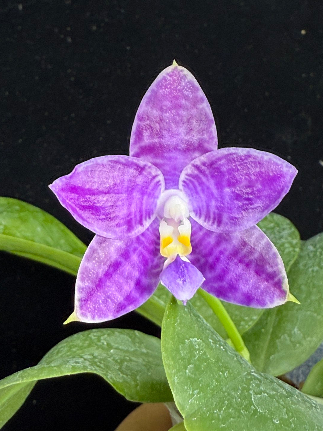 Phalaenopsis LL Blue Crake 250905 Flowering Seed Grown