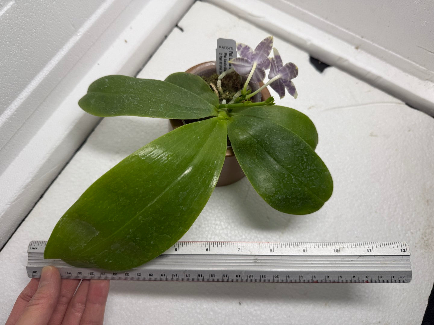 Phalaenopsis LL Blue Macaw 250826 Flowering 2 spikes