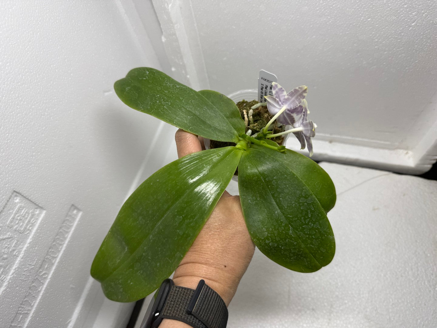 Phalaenopsis LL Blue Macaw 250826 Flowering 2 spikes