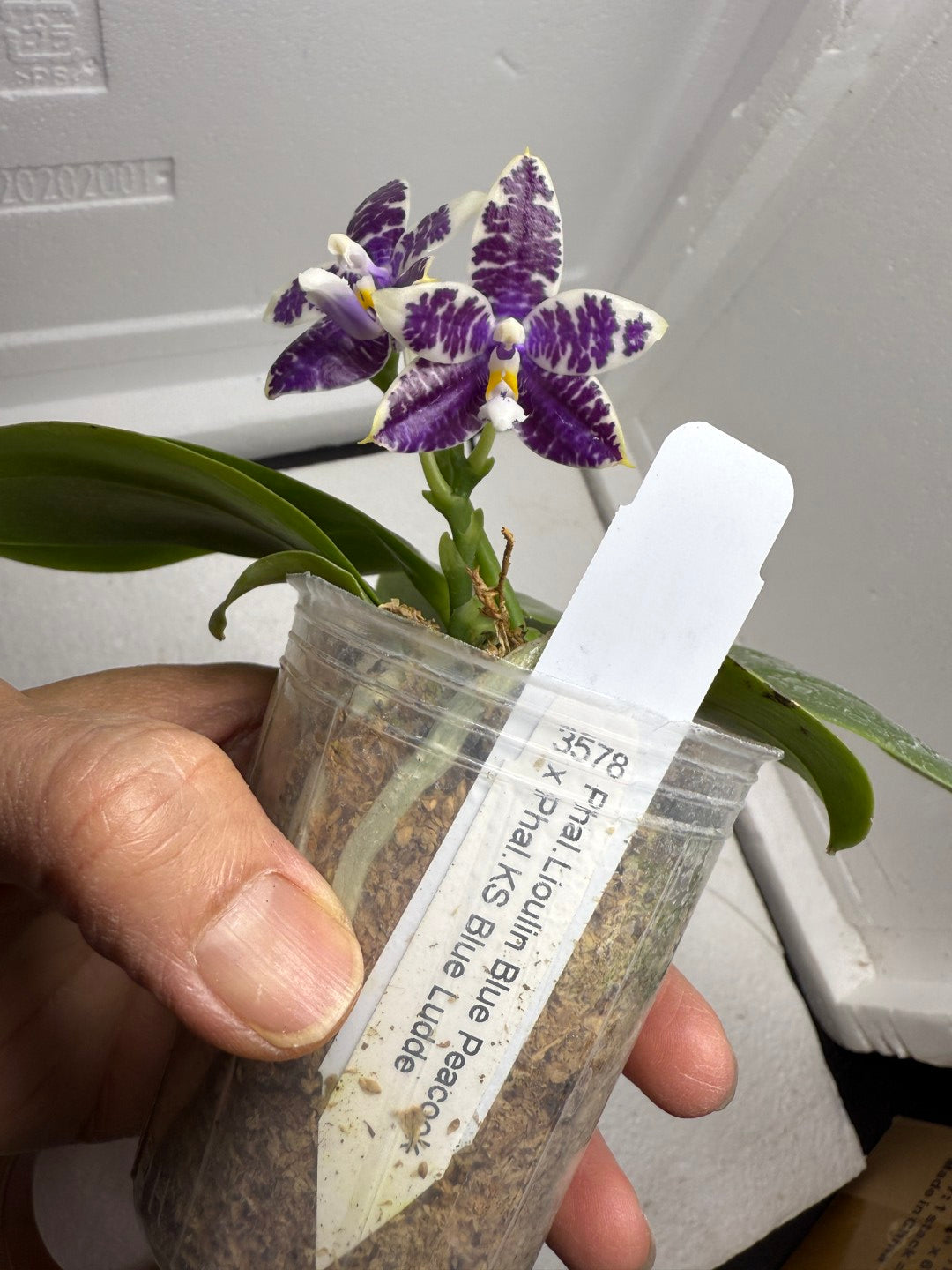 Phalaenopsis LL Blue Macaw 250826 Flowering 2 spikes