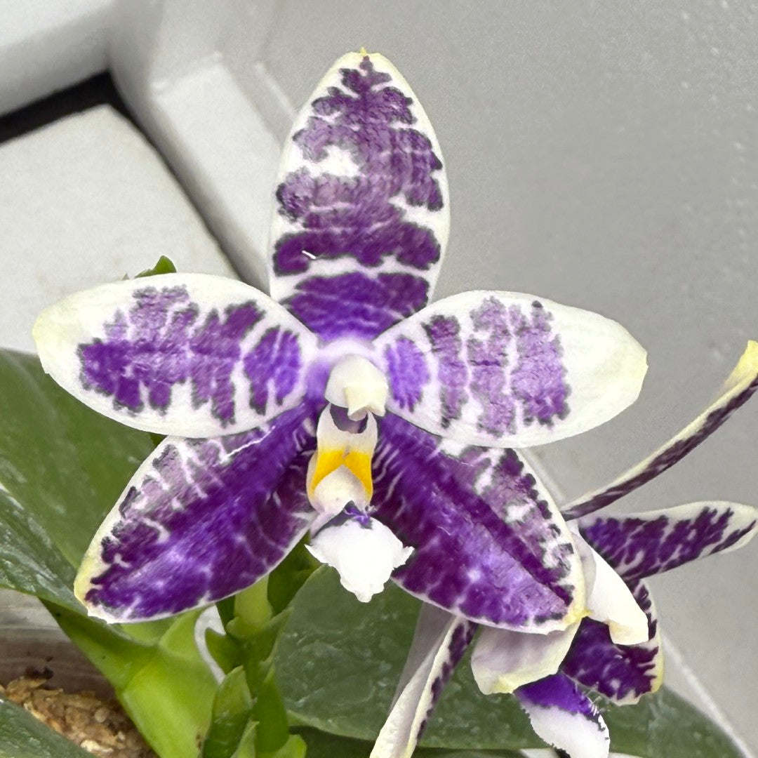 Phalaenopsis LL Blue Macaw 250826 Flowering 2 spikes
