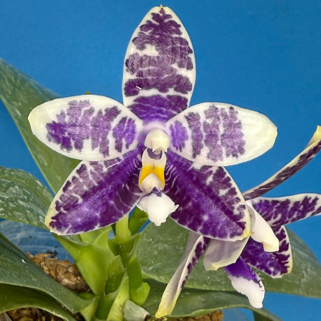 Phalaenopsis LL Blue Macaw 250826 Flowering 2 spikes