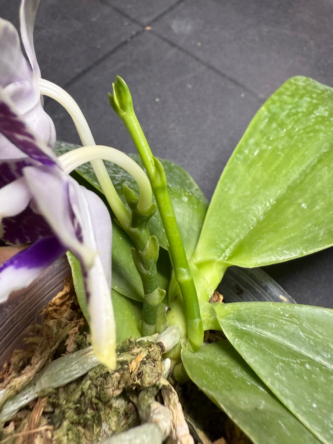 Phalaenopsis LL Blue Macaw 250826 Flowering 2 spikes