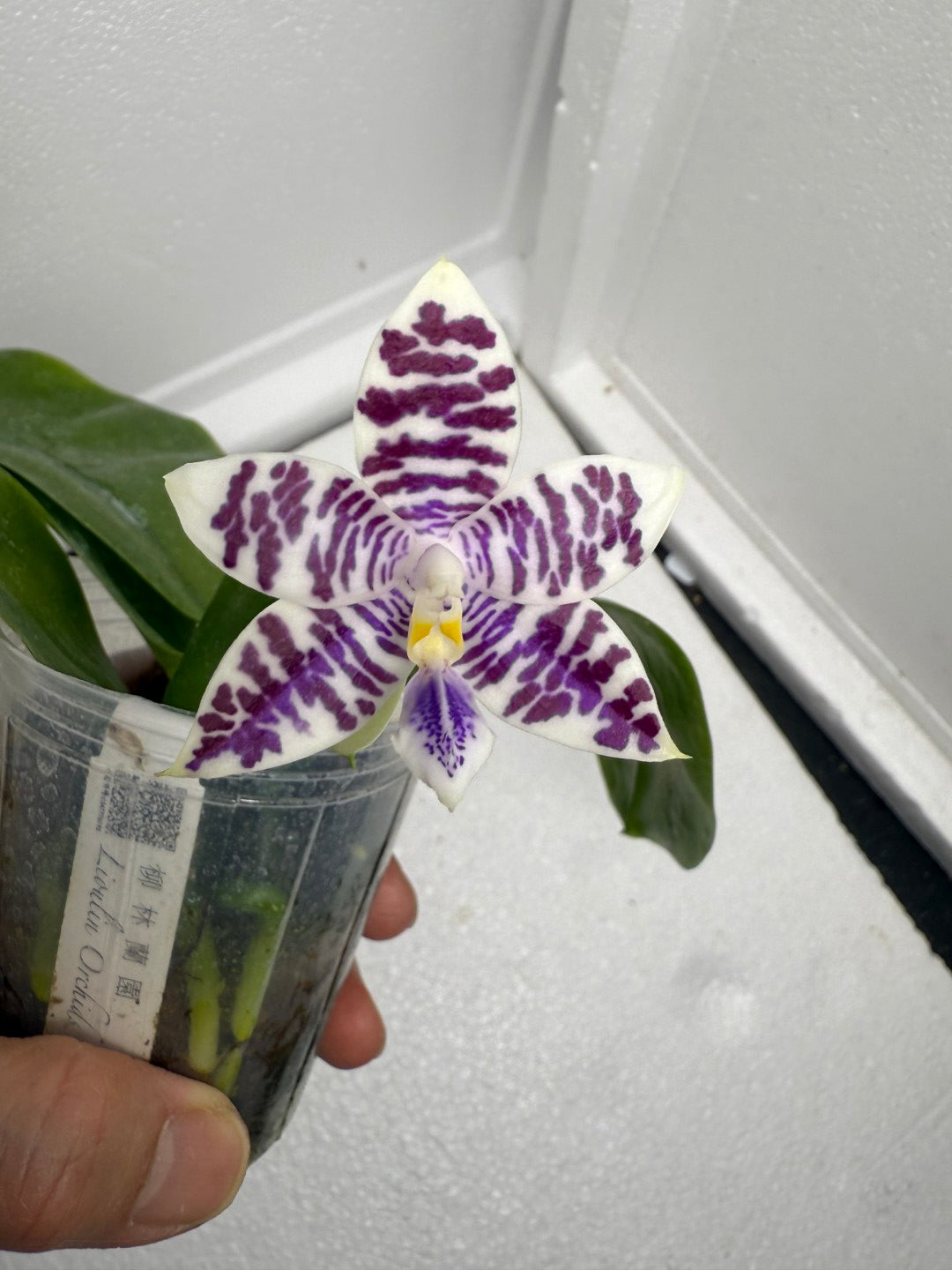 Phalaenopsis Lioulin Blue Peacock x Jamie's Blue Dragonfly 250823 Flowering