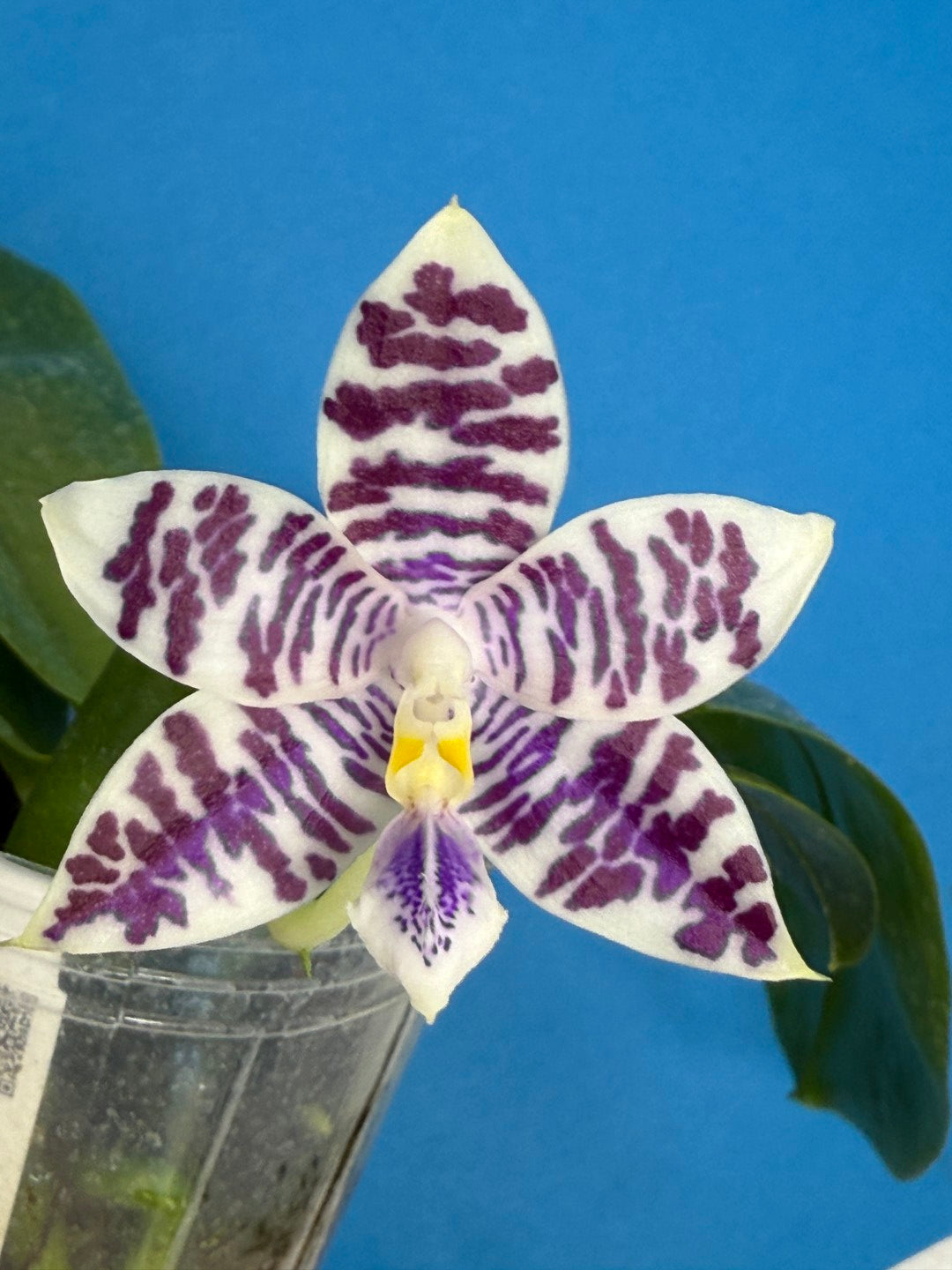 Phalaenopsis Lioulin Blue Peacock x Jamie's Blue Dragonfly 250823 Flowering