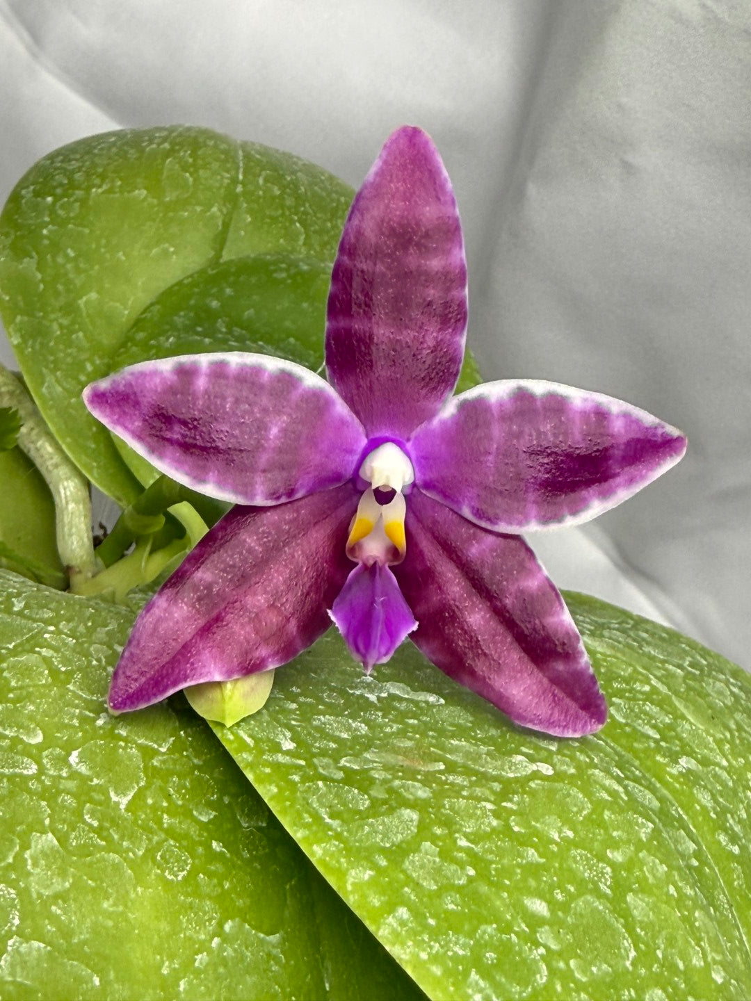 Phalaenopsis LL Blue Crake 260218 Flowering