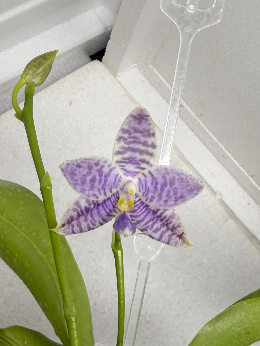 Phalaenopsis Lioulin Blue Peacock x Scott B. Taylor 250916 Flowering