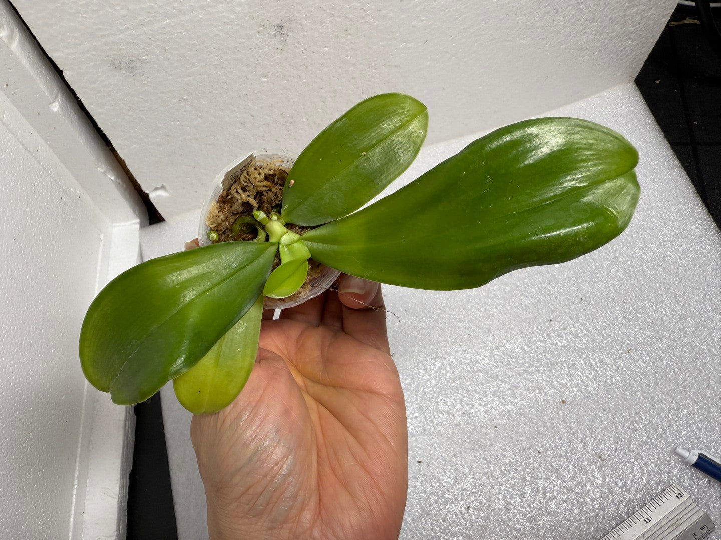 Phalaenopsis LL Blue Pansy - Seed Grown