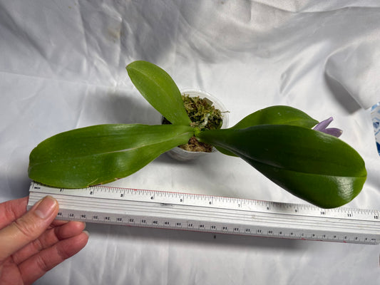 KM3661 Phalaenopsis Lioulin Blue Peacock x sib - Seed Grown 260530 Flowering