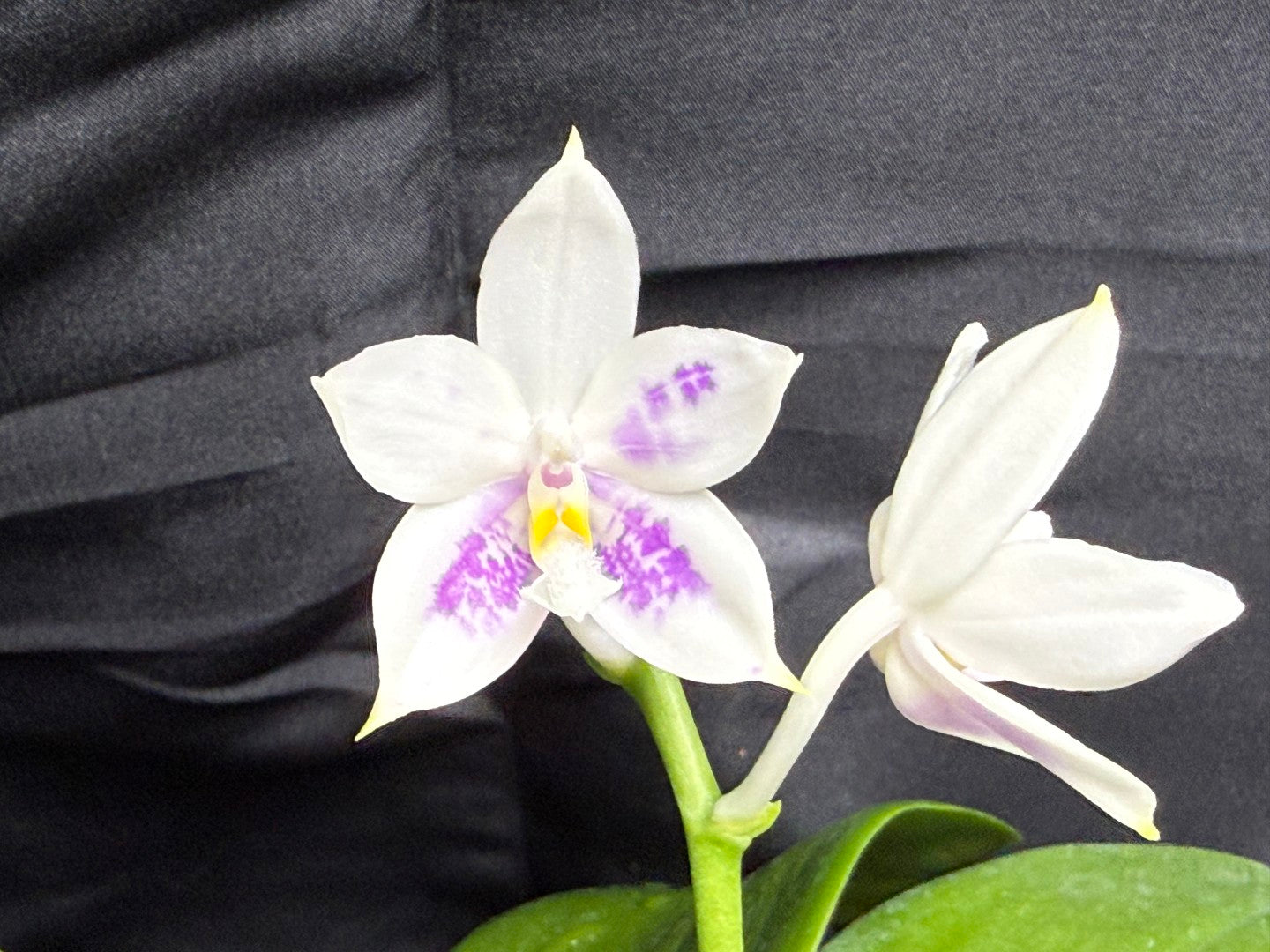KM3661 Phalaenopsis Lioulin Blue Peacock x sib - Seed Grown 260703-B Flowering 3 spikes