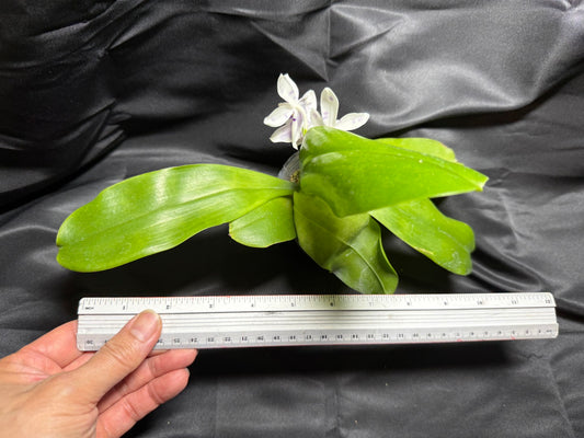 KM3661 Phalaenopsis Lioulin Blue Peacock x sib - Seed Grown 260703-C Flowering