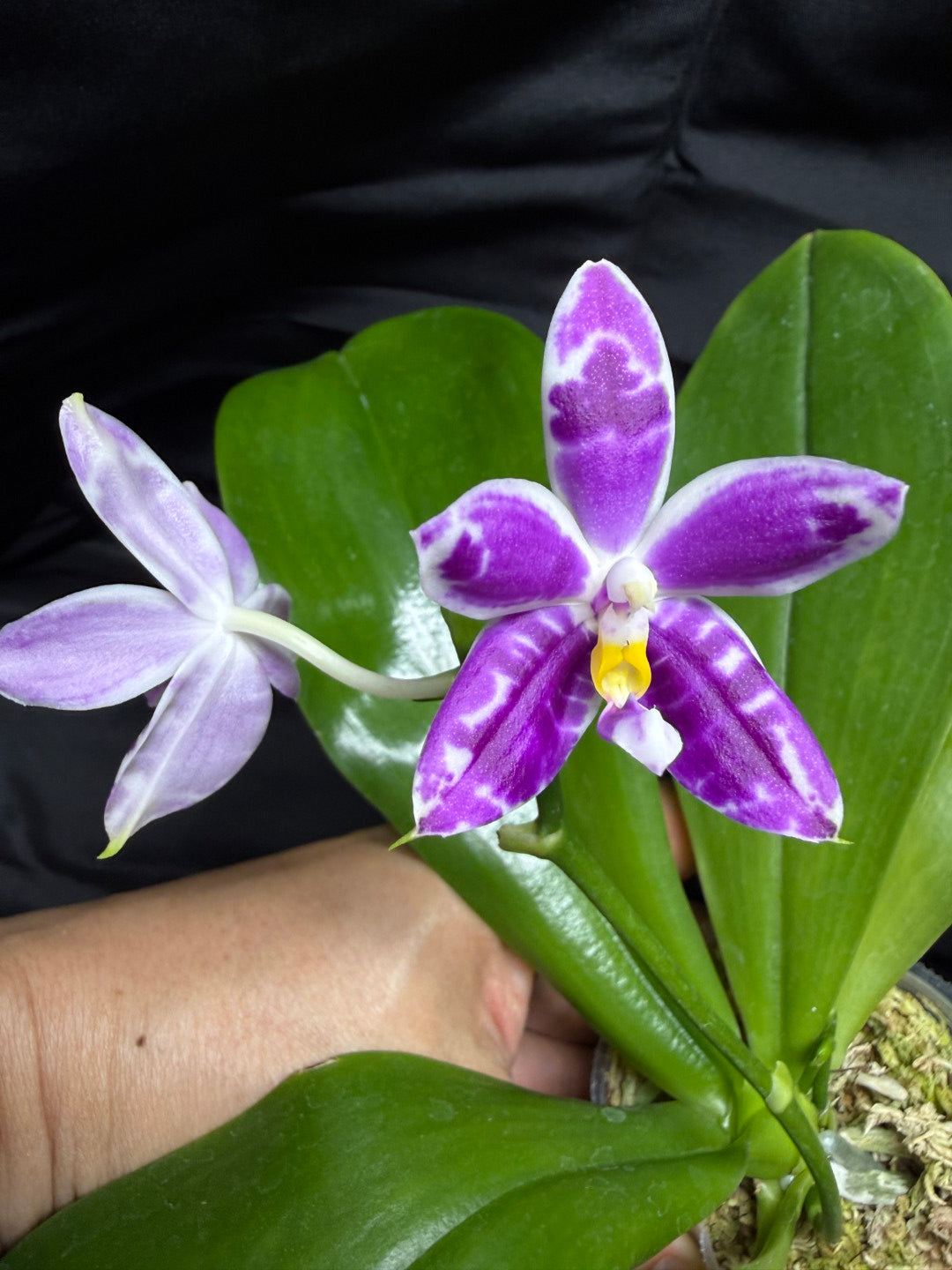 KM3661 Phalaenopsis Lioulin Blue Peacock x sib - Seed Grown 260703 Flowering