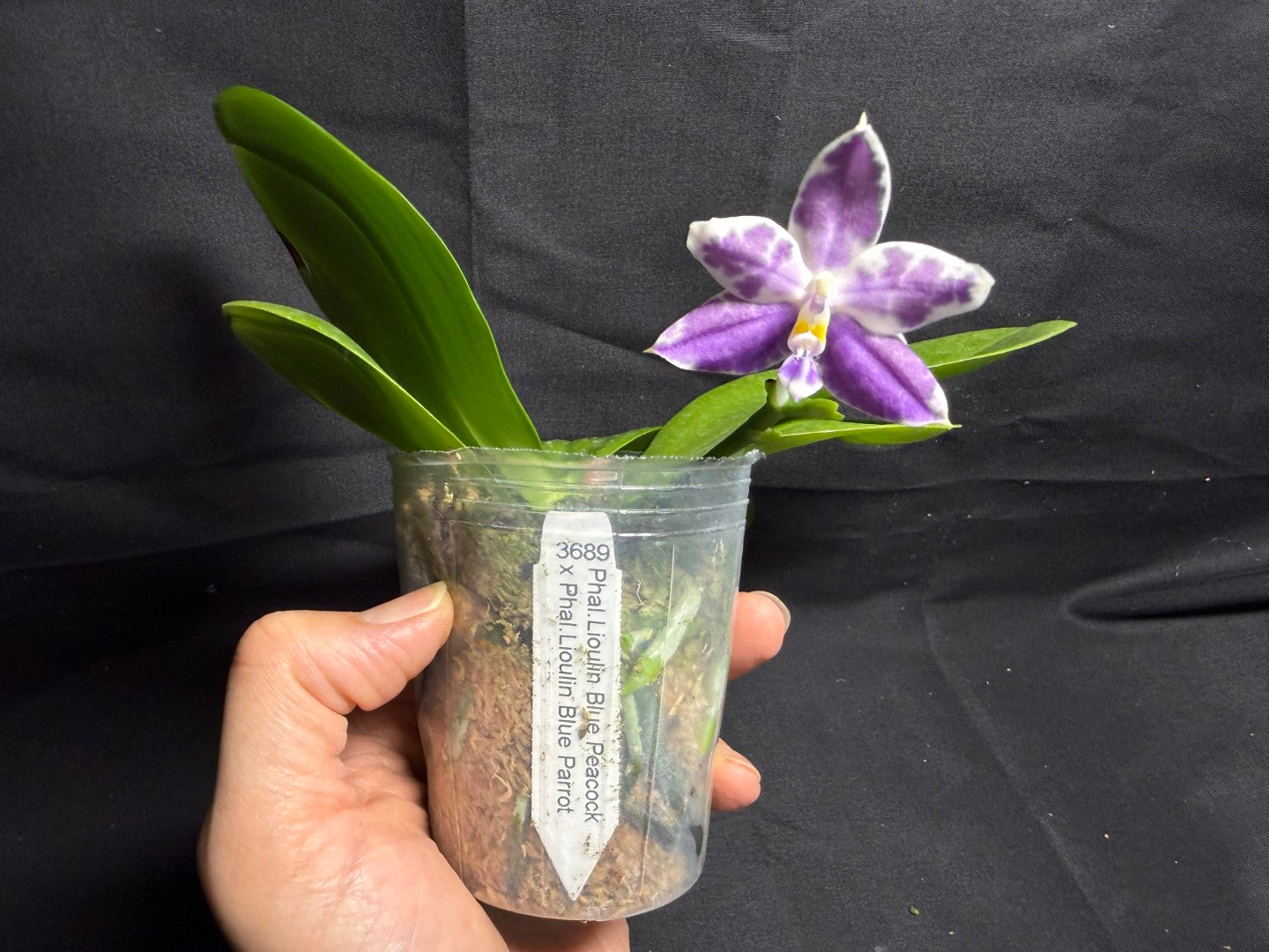 KM3689 Phalaenopsis LL Blue Wave - Seed Grown 260708 Flowering