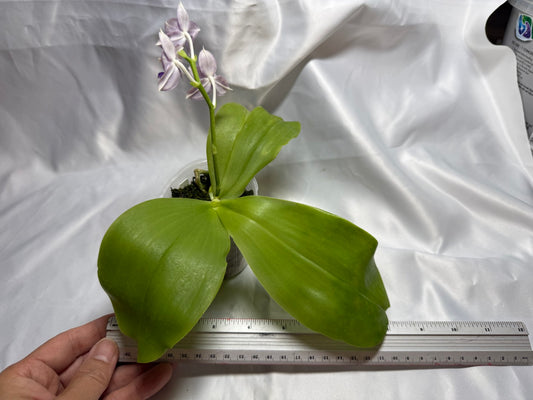 KM3689 Phalaenopsis LL Blue Wave - Seed Grown 260811 Flowering