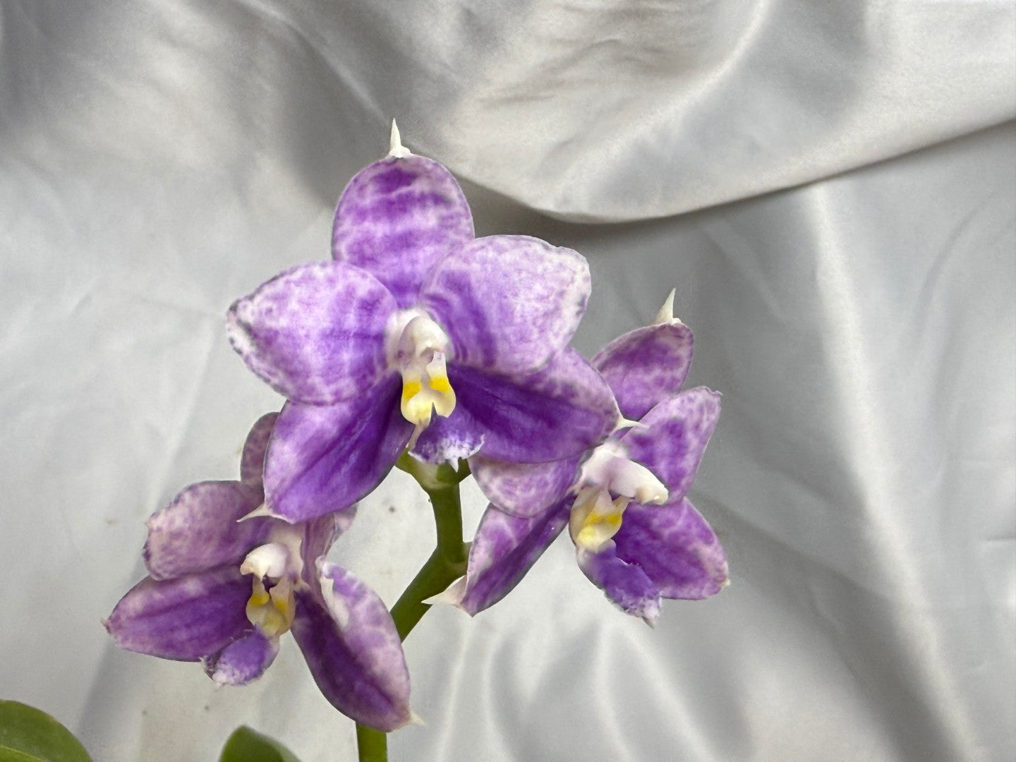 KM3689 Phalaenopsis LL Blue Wave - Seed Grown 260811 Flowering