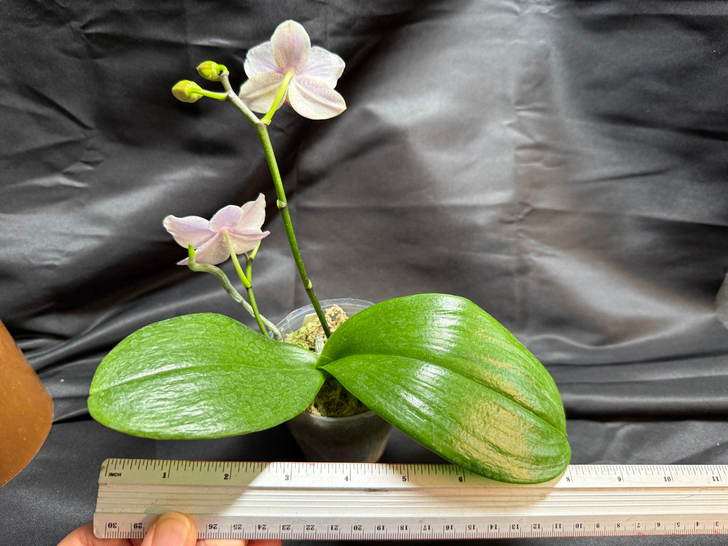 KM3696 Phalaenopsis (LL Purple Beta x Penang Jewel) 260707 Seed Grown Flowering