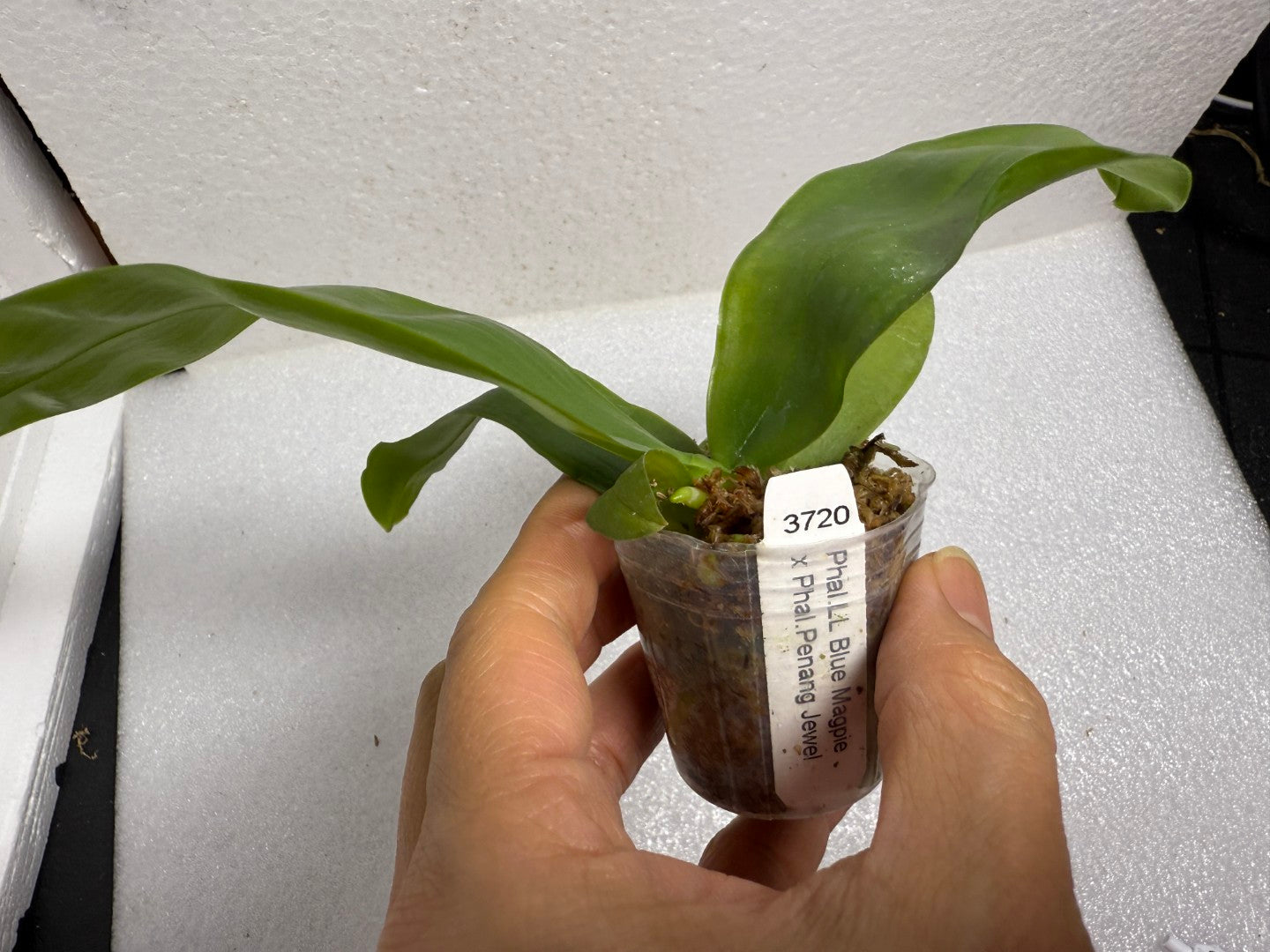 Phalaenopsis (Lioulin Blue Magpie x Penang Jewel) - Seed Grown