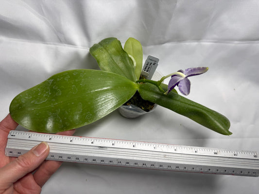 Phalaenopsis (LL Blue Magpie x Penang Jewel) 260218 Flowering