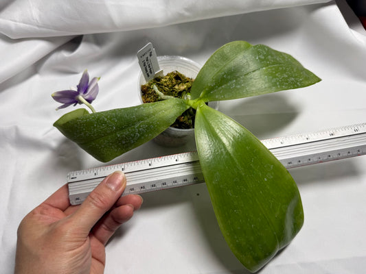 Phalaenopsis (LL Blue Magpie x Penang Jewel) 260417 Flowering