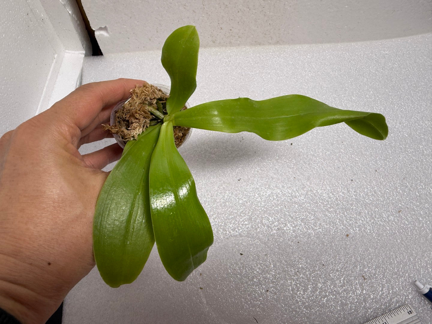 Phalaenopsis LL Blue Kirin - Seed Grown
