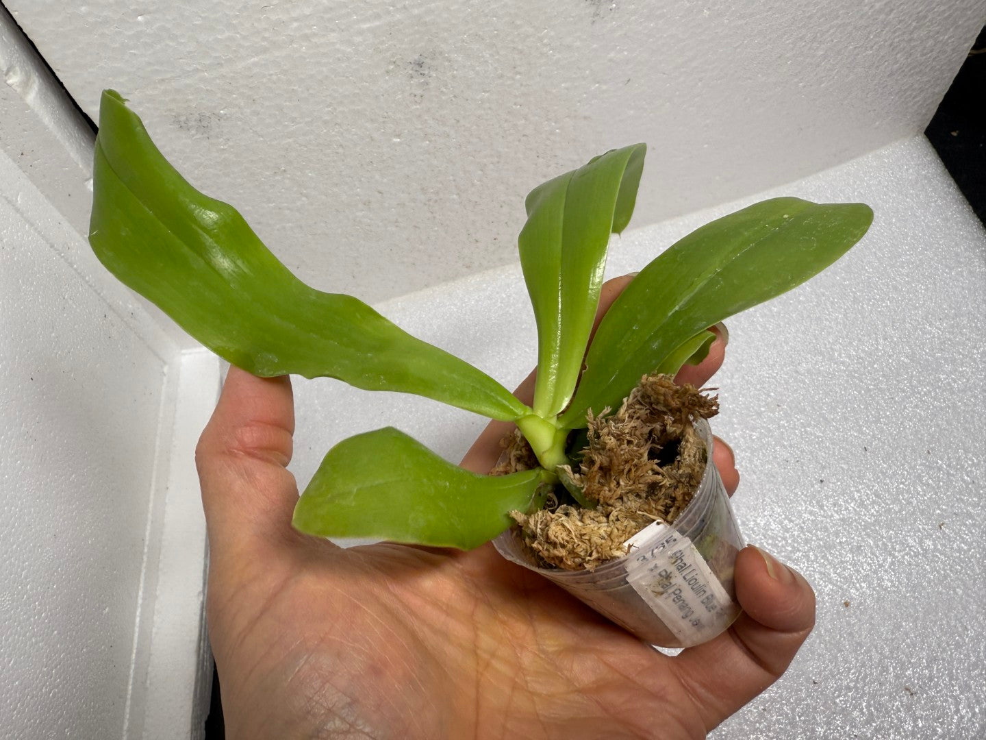 Phalaenopsis LL Blue Kirin - Seed Grown