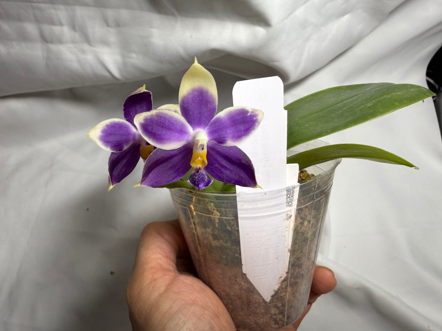 KM3783 Phalaenopsis Yin's Blue Jenny - Seed Grown 260714 Flowering