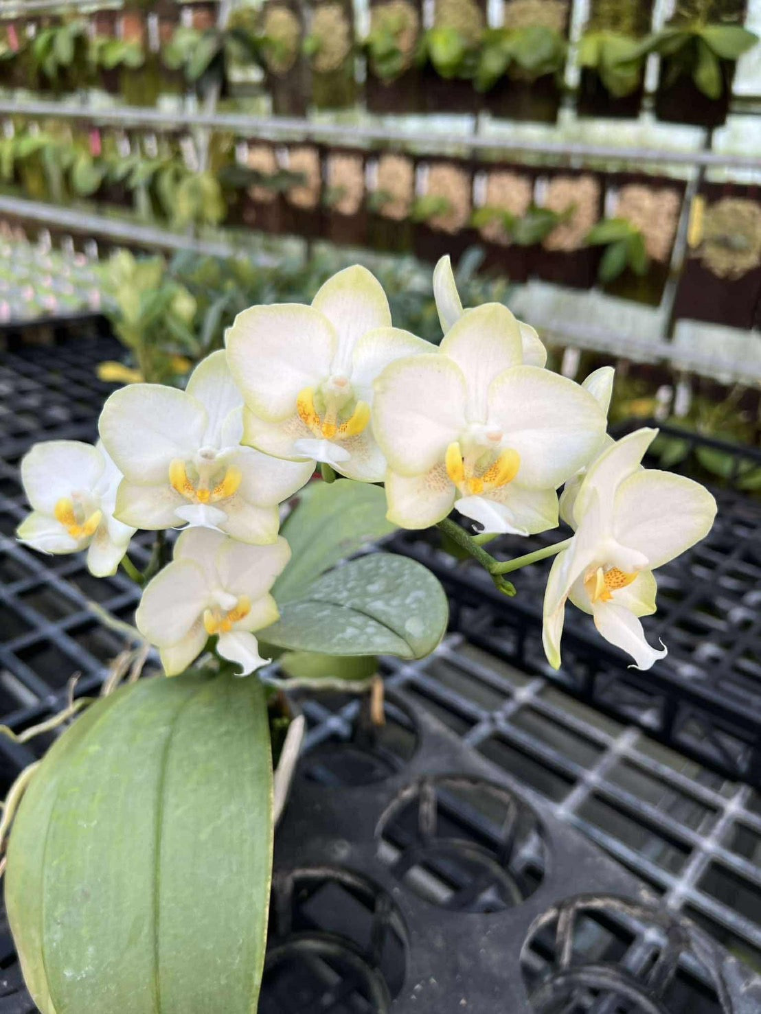jade orchid plant Phalaenopsis KS White Jade (Clone)