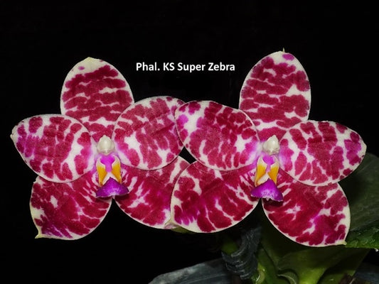 Phalaenopsis KS Super Zebra 'Pylo' AM/AOS Flowering