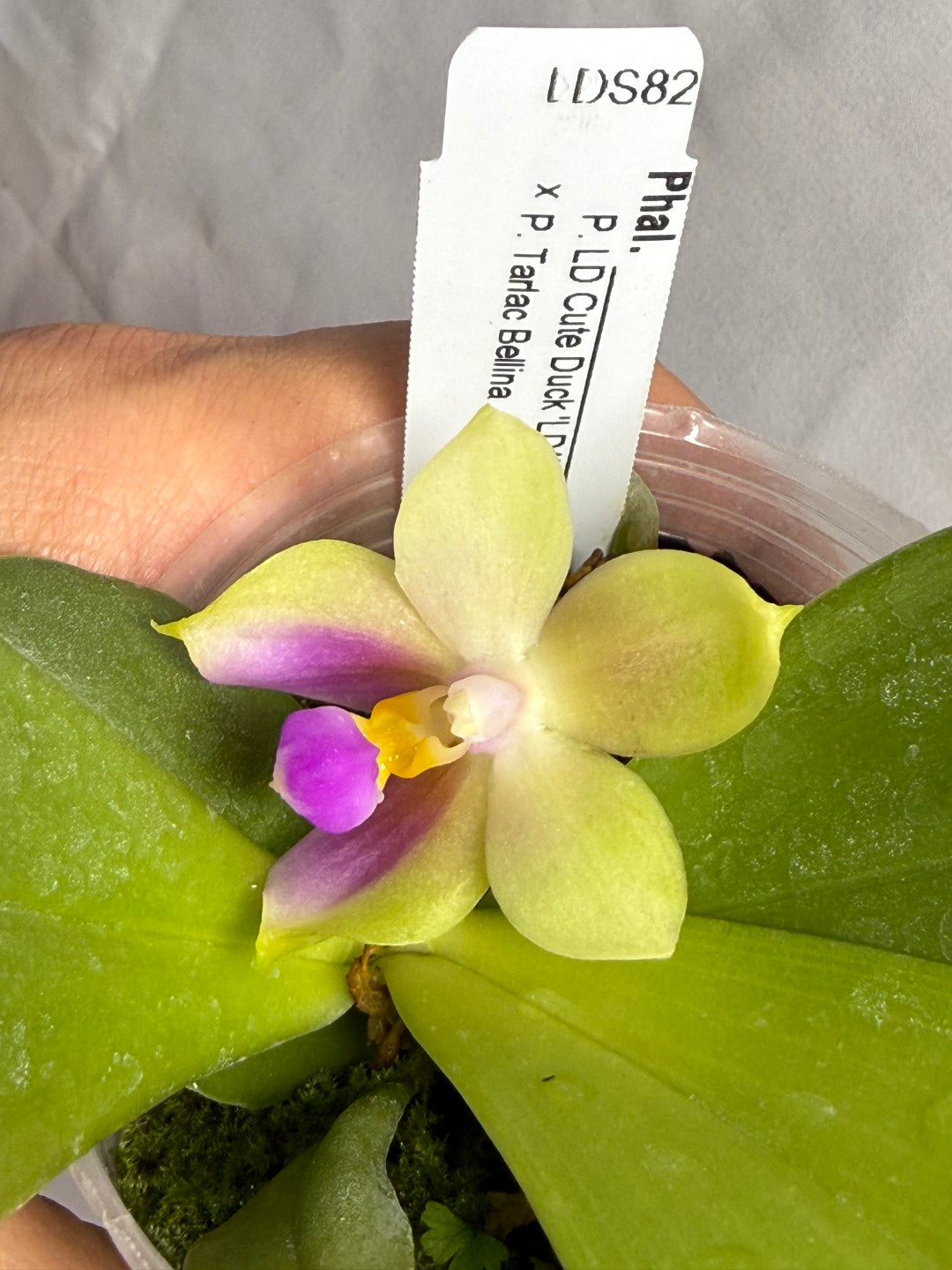 Phalaenopsis (LD Cute Duck X Tarlac Bellina) - seed Grown 260607 Flowering