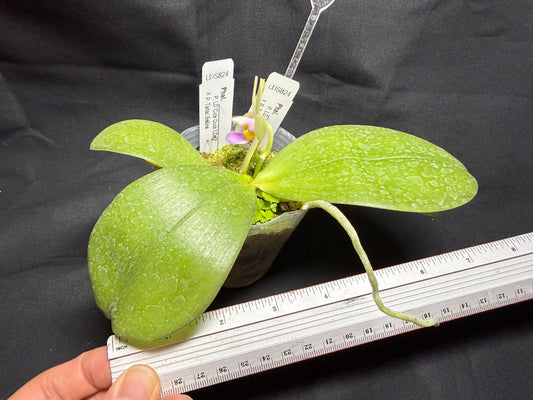 LDS824 Phalaenopsis (LD Cute Duck X Tarlac Bellina) - seed Grown 260825 Flowering